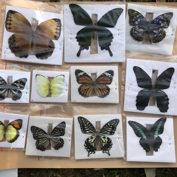 10 Adet Doğal Monte Edilmemiş Rhopalocera / Le Papillon / Kelebek Numune Sanat Malzemesi Dekor